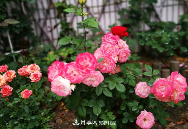 常給月季“施肥”，株型漂亮，花朵大，葉子大又濃綠(圖3)