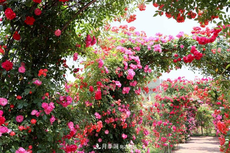 拱門造型月季浪漫穿行，花開花落歲月靜好(圖2)
