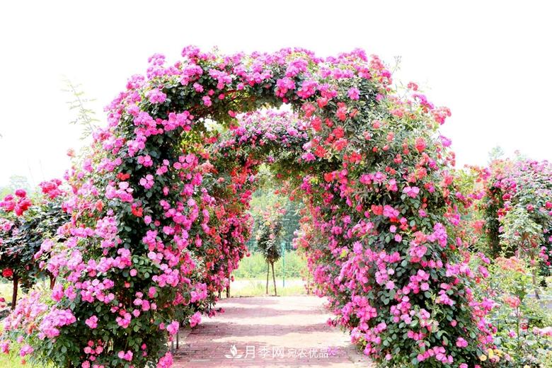 拱門造型月季浪漫穿行，花開花落歲月靜好(圖1)