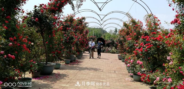 拱門造型月季浪漫穿行，花開花落歲月靜好(圖5)
