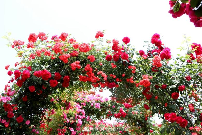 拱門造型月季浪漫穿行，花開花落歲月靜好(圖4)