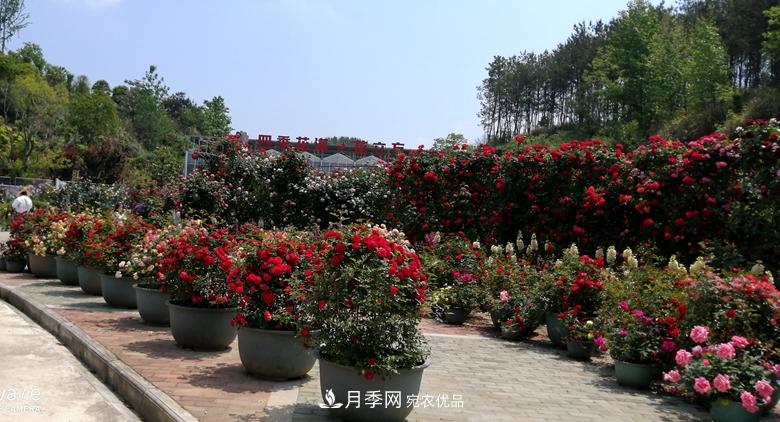 拱門造型月季浪漫穿行，花開花落歲月靜好(圖6)