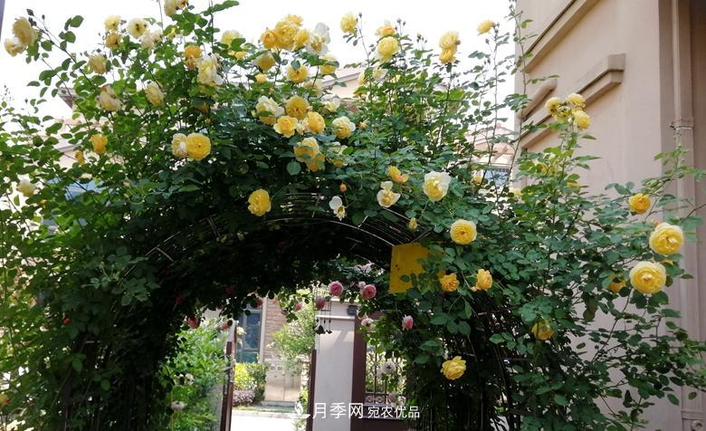 拱門造型月季浪漫穿行，花開花落歲月靜好(圖7)