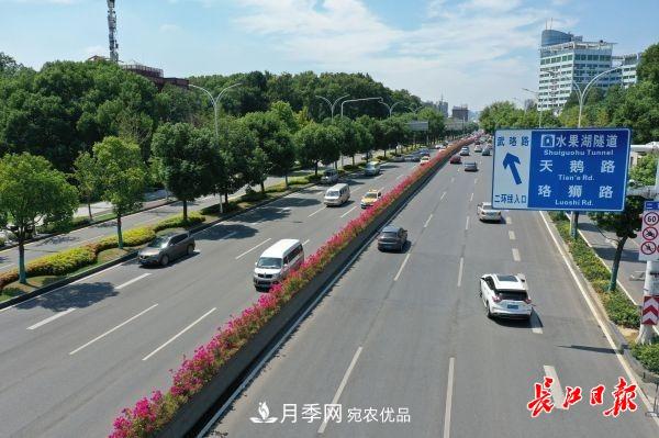 湖北武漢百萬(wàn)株月季“理發(fā)”，國(guó)慶節(jié)前將綻放街頭(圖2)