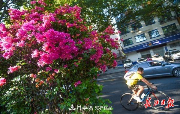 湖北武漢百萬(wàn)株月季“理發(fā)”，國(guó)慶節(jié)前將綻放街頭(圖6)