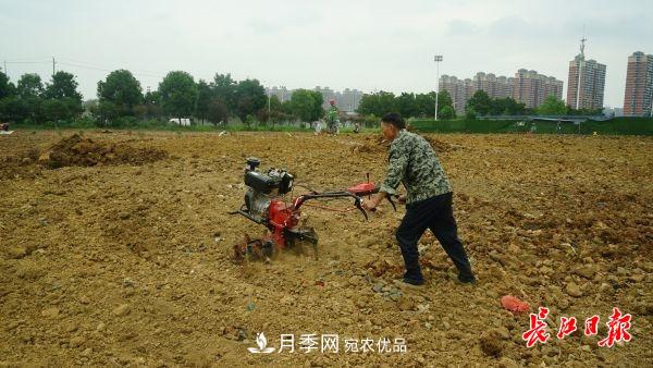 湖北武漢百萬(wàn)株月季“理發(fā)”，國(guó)慶節(jié)前將綻放街頭(圖4)