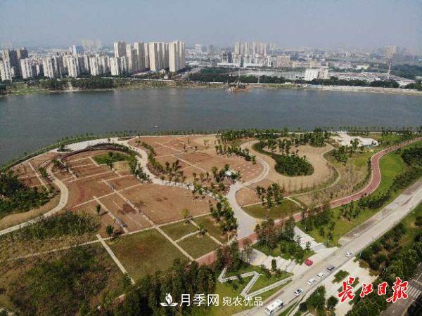 湖北武漢百萬(wàn)株月季“理發(fā)”，國(guó)慶節(jié)前將綻放街頭(圖5)
