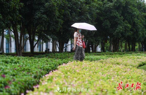 湖北武漢百萬(wàn)株月季“理發(fā)”，國(guó)慶節(jié)前將綻放街頭(圖7)