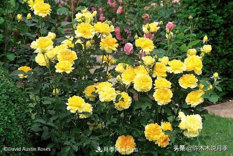 哪些月季更好更值得種植？擦亮眼睛全面分析月季優(yōu)缺點(圖1)