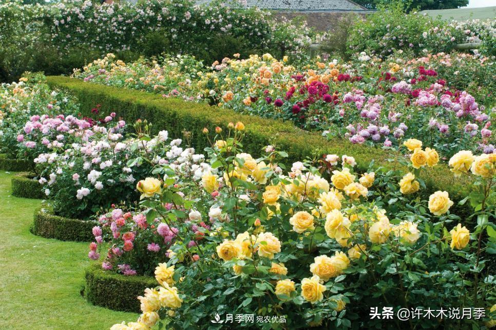 哪些月季更好更值得種植？擦亮眼睛全面分析月季優(yōu)缺點(圖3)