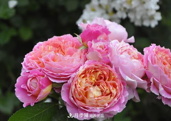 會變色的花！莫奈月季變化多，能耐高溫很好養(yǎng)(圖1)