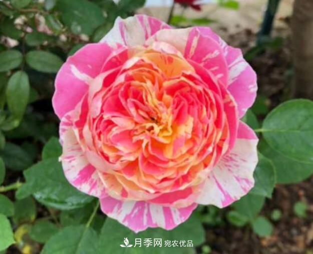 會變色的花！莫奈月季變化多，能耐高溫很好養(yǎng)(圖2)