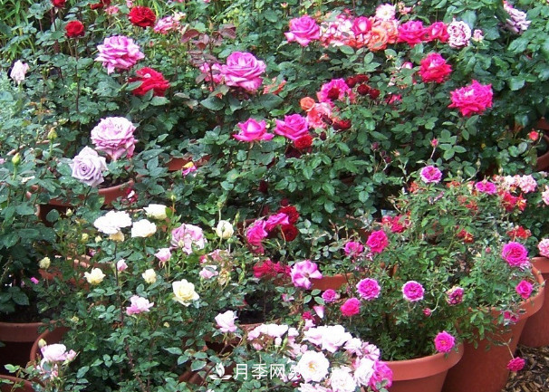 月季、三角梅、桂花、天竺葵，***適合秋天盆栽的花卉(圖1)