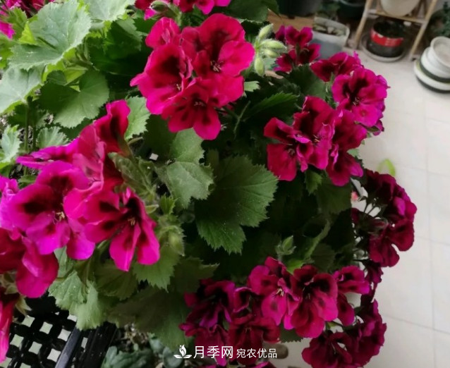 月季、三角梅、桂花、天竺葵，***適合秋天盆栽的花卉(圖5)