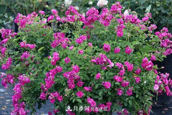 10個(gè)熱門的微型月季品種推薦(圖5)