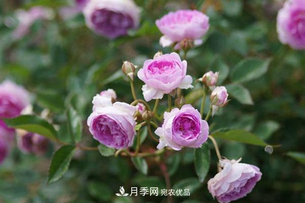 10個(gè)熱門的微型月季品種推薦(圖6)