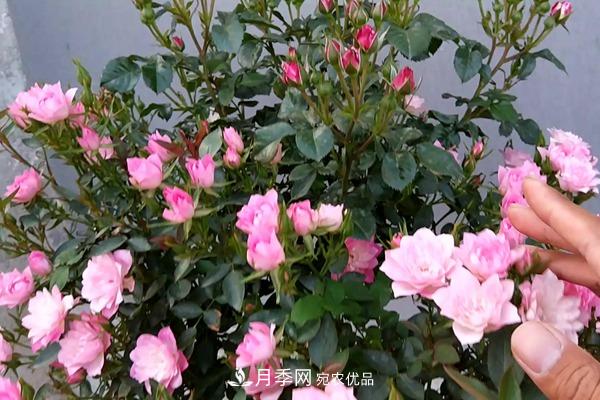10個(gè)熱門的微型月季品種推薦(圖7)