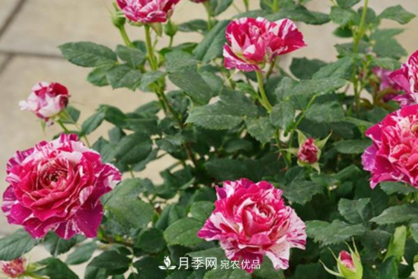 10個(gè)熱門的微型月季品種推薦(圖8)