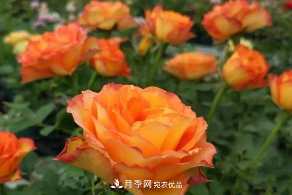 10個(gè)熱門的微型月季品種推薦(圖10)