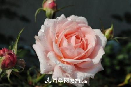 月季花夏天水分蒸發(fā)較，多少天澆次水？(圖3)