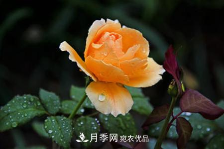 月季花夏天水分蒸發(fā)較，多少天澆次水？(圖1)
