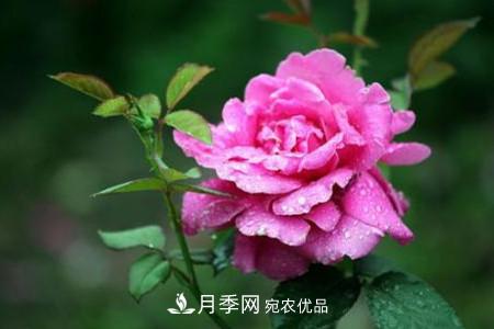 月季花夏天水分蒸發(fā)較，多少天澆次水？(圖2)