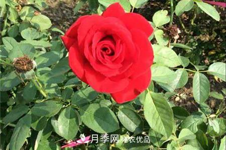 全攻略，香水月季怎么養(yǎng)長(zhǎng)的好？(圖1)
