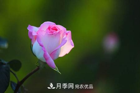 全攻略，香水月季怎么養(yǎng)長(zhǎng)的好？(圖2)