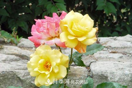 全攻略，香水月季怎么養(yǎng)長(zhǎng)的好？(圖4)