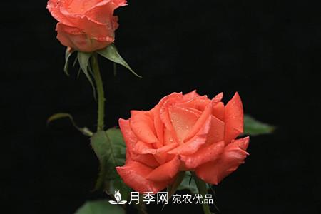 全攻略，香水月季怎么養(yǎng)長(zhǎng)的好？(圖6)
