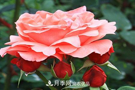全攻略，香水月季怎么養(yǎng)長(zhǎng)的好？(圖10)