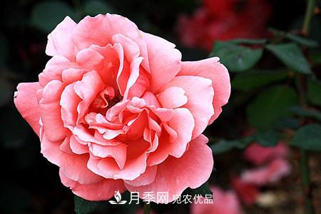 全攻略，香水月季怎么養(yǎng)長(zhǎng)的好？(圖5)