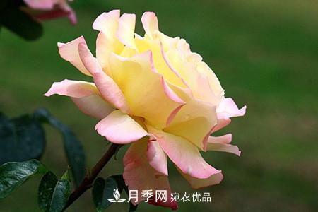 全攻略，香水月季怎么養(yǎng)長(zhǎng)的好？(圖8)