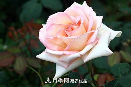 全攻略，香水月季怎么養(yǎng)長(zhǎng)的好？(圖9)