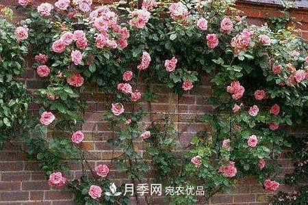 藤本月季制作月季花墻怎么固定？(圖3)
