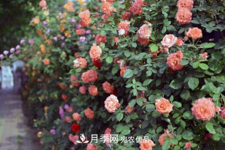 藤本月季制作月季花墻怎么固定？(圖2)