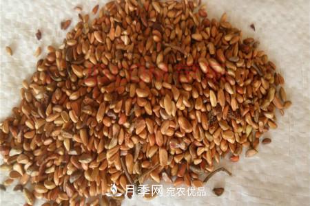 月季花的種子可以種嗎？(圖1)