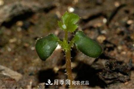 月季花的種子可以種嗎？(圖2)
