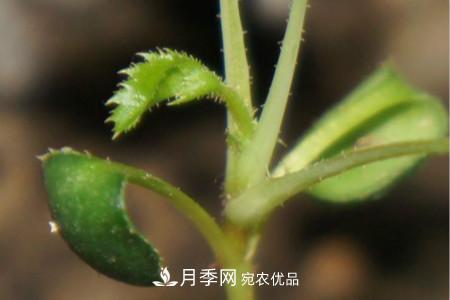 月季花的種子可以種嗎？(圖3)