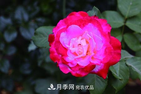 養(yǎng)護(hù)月季花施肥施什么肥料？(圖2)