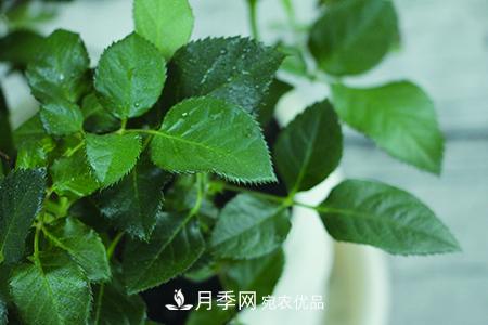 養(yǎng)護(hù)月季花施肥施什么肥料？(圖3)