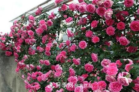 月季種類有哪些？帶你了解藤本、灌木、微型、樹狀(圖1)