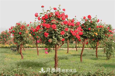 月季種類有哪些？帶你了解藤本、灌木、微型、樹狀(圖4)