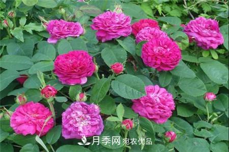 月季種類有哪些？帶你了解藤本、灌木、微型、樹狀(圖2)