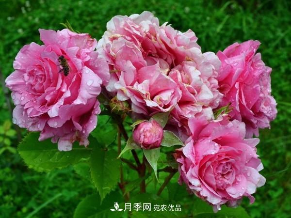 藤本月季之歡迎月季的優(yōu)缺點是什么？(圖2)