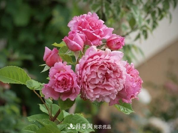 藤本月季之歡迎月季的優(yōu)缺點是什么？(圖3)