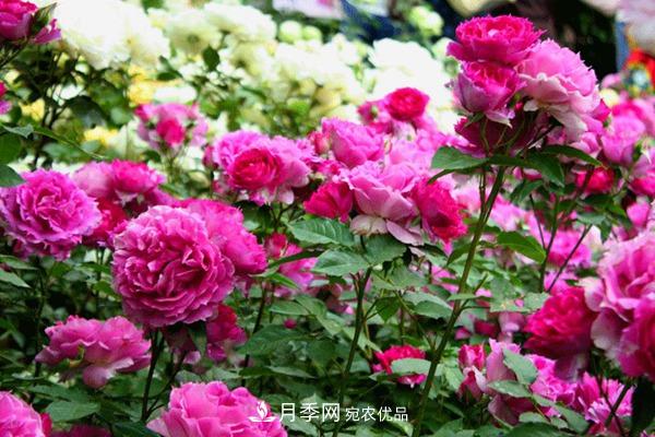 什么是豐花月季，它有什么特點(diǎn)？(圖1)