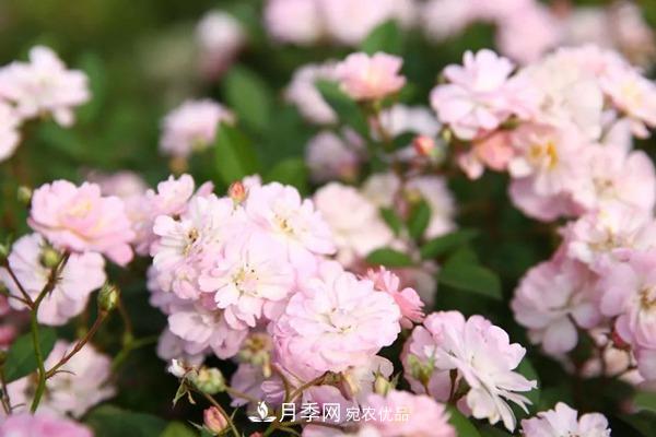 什么是豐花月季，它有什么特點(diǎn)？(圖2)