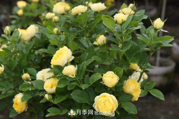 什么是豐花月季，它有什么特點(diǎn)？(圖3)