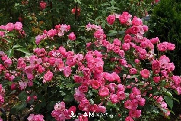 什么是豐花月季，它有什么特點(diǎn)？(圖4)